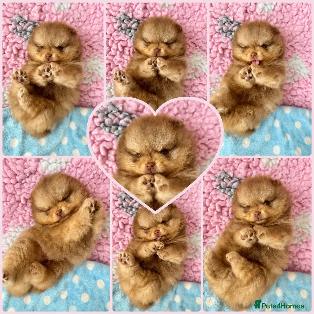 Pomeranian dogs for sale: ✨Teddy Bear Pom Puppies Ready to Melt Hearts✨ - Advert 1