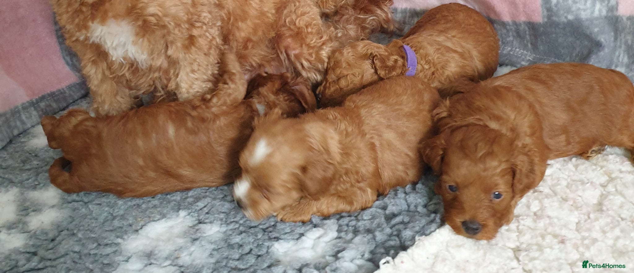 Mixed Breed dogs for sale: F1bb Cotonoodle, health tested parents red/apricot - Advert 3