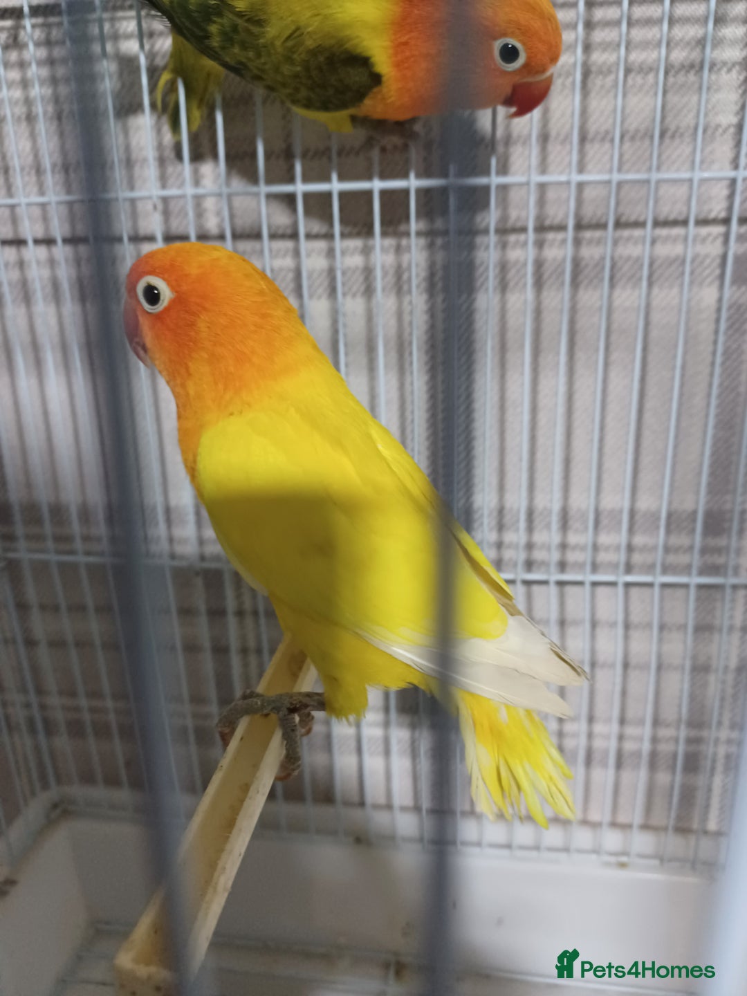 Lovebirds birds for sale: EWING OPLINE YELLOW FACTOR LOVEBIRDS  - Advert 14