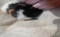 Guinea Pig rodents for sale: 2 female Guinea pigs - Image 4