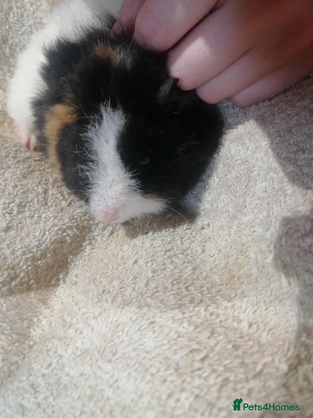 Guinea Pig rodents for sale: 2 female Guinea pigs - Image 4