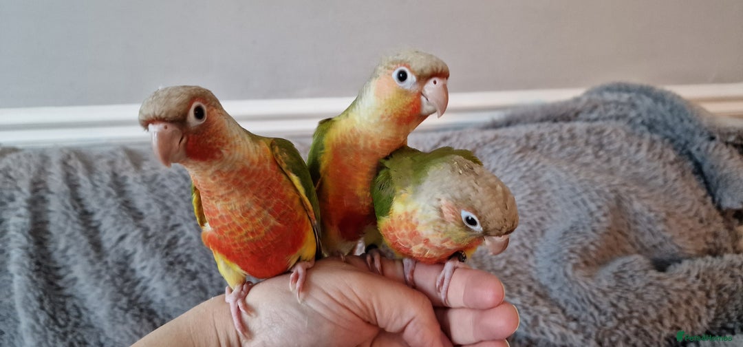 Conures birds for sale: Beautiful fully hand reared conure baby's  - Advert 17