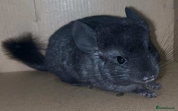 Chinchilla rodents for sale: Stunning Med Ebony Male ( Available To Reserve) - Image 3