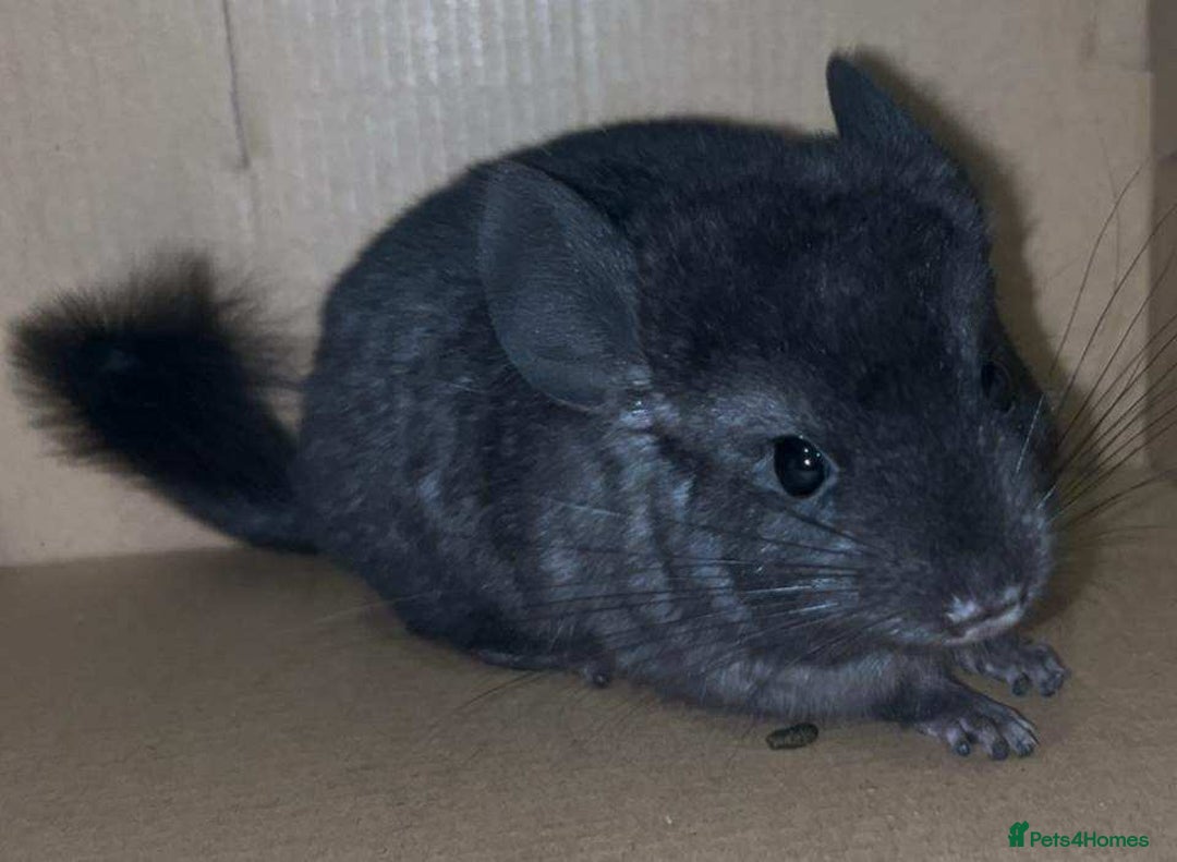 Chinchilla rodents for sale: Stunning Med Ebony Male ( Available To Reserve) - Image 3