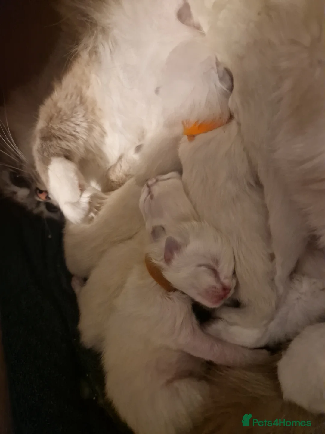 Ragdoll cats for sale: Pure beautiful Ragdoll Kittens  - Advert 6