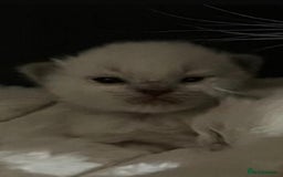 Ragdoll cats for sale: Beautiful Ragdoll Kittens For Sale  - Image 5