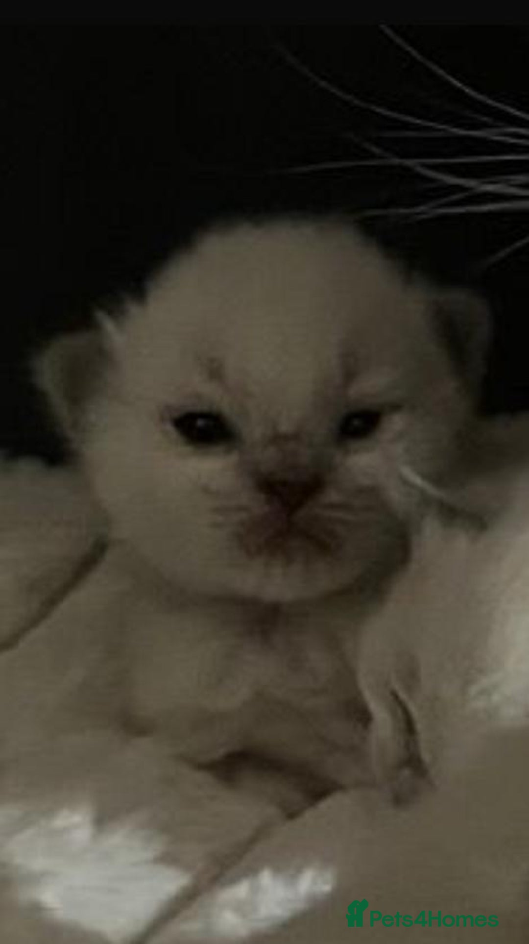 Ragdoll cats for sale: Beautiful Ragdoll Kittens For Sale  - Image 5