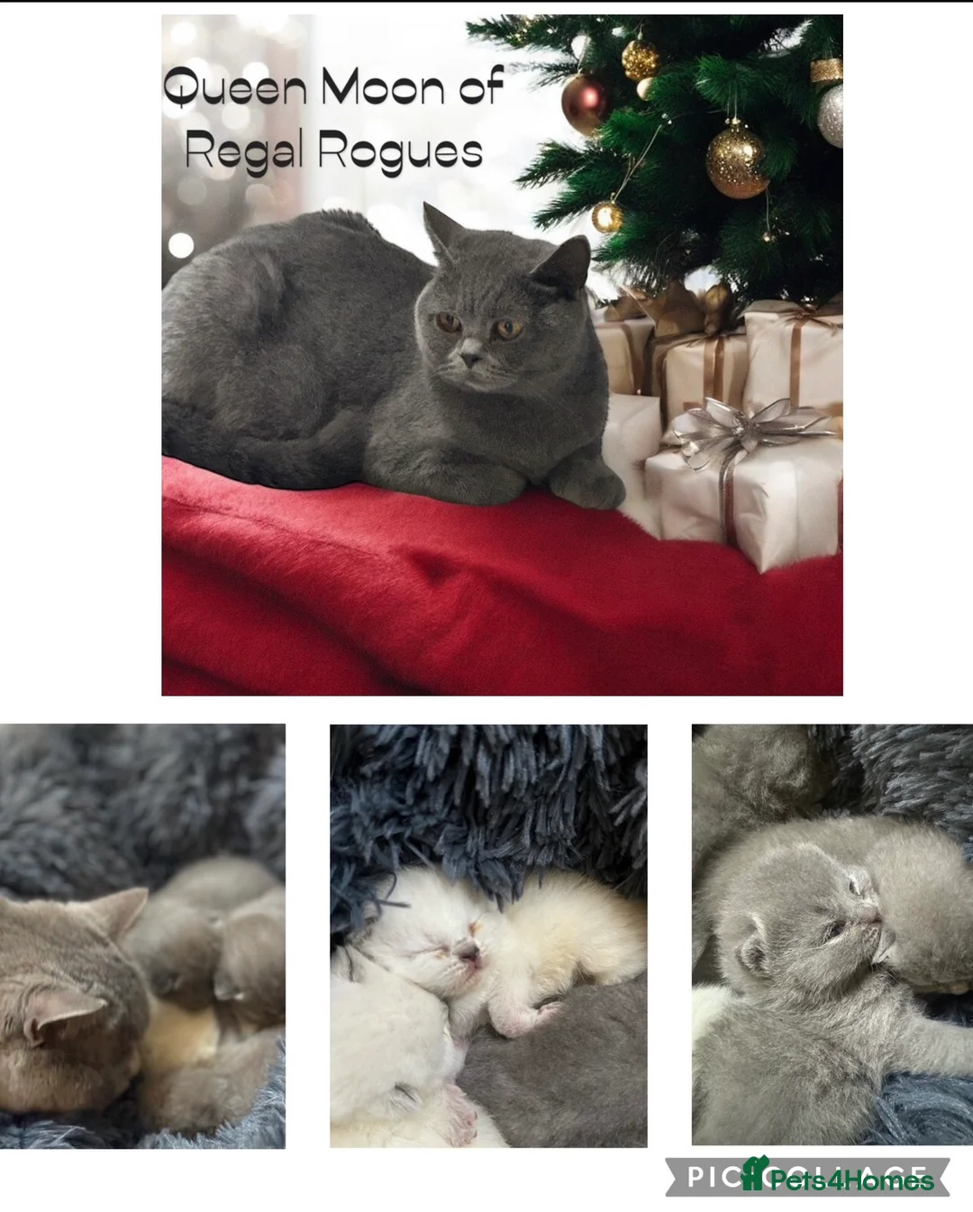British Shorthair cats for sale: X2 adult GCCF & TICA active BSH 3yrs Health tested - Advert 10