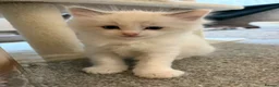 Ragdoll cats for sale: 🐾 Stunning Male Ragdoll Kitten Available 🐾 - Advert 8