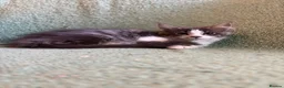 Maine Coon cats for sale: TICA registered Maine coons.  - Advert 8