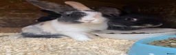 Mixed Breed rabbits for sale: Baby Bunnies for sale - SERIOUS ENQUIRIES ONLY in Nuneaton - Advert 4