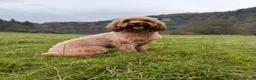 Cockapoo dogs for sale: 🐾 Cockapoo Puppies Due 8th November! ❤️ 🐾 in Ruardean - Advert 4
