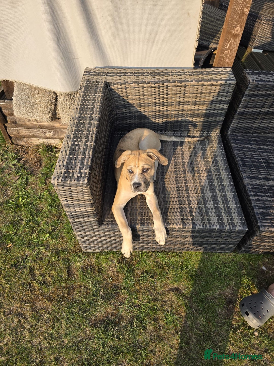 Cane Corso dogs for sale: Trained Cane Corso, Odin. - Image 6
