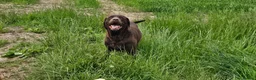 Labrador Retriever dogs for sale: BEAUTIFUL 6 YEAR OLD CHOCOLATE LABRADOR - Advert 6