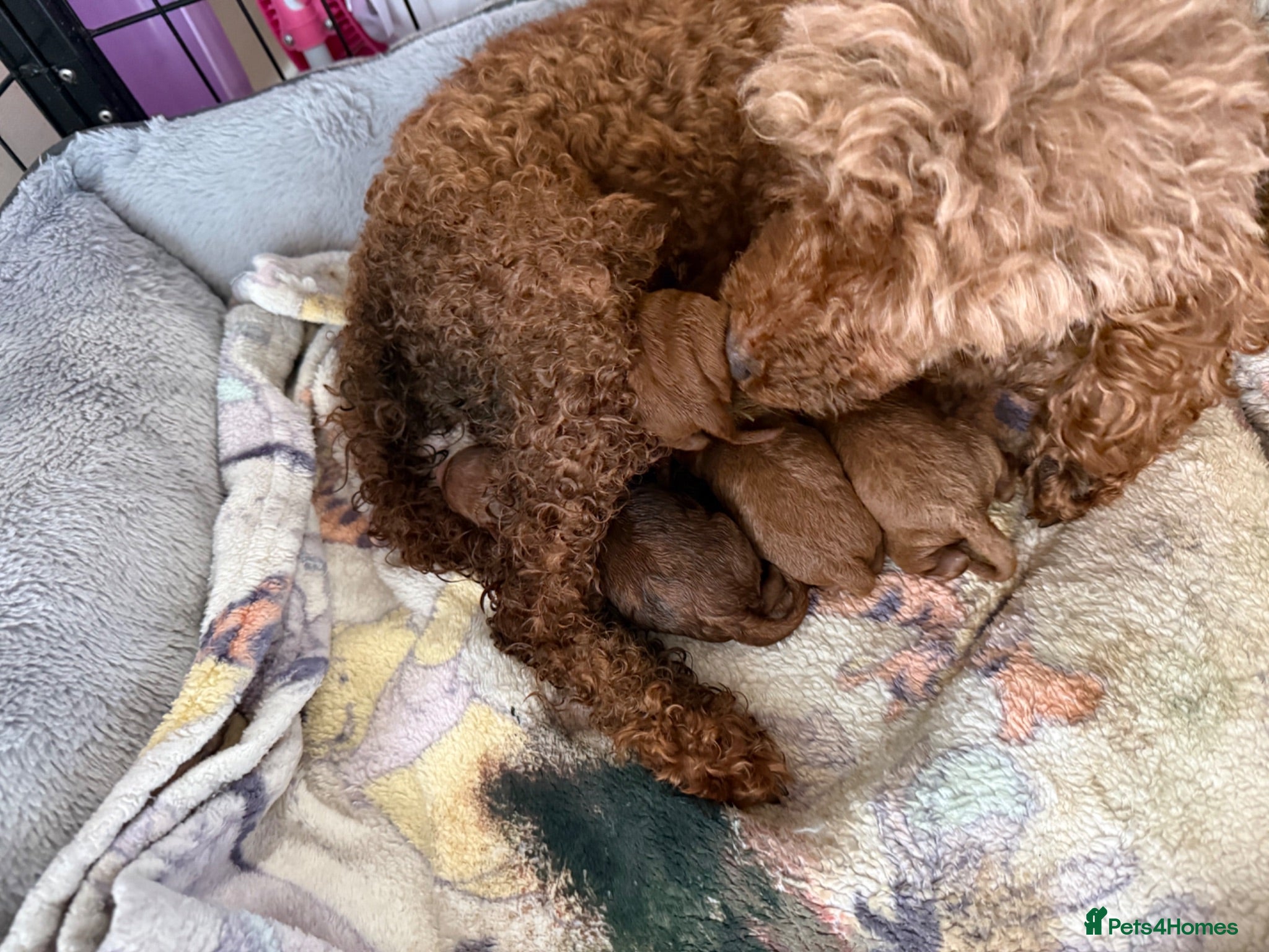 Miniature Poodle dogs Deep red kc reg miniture poodle puppy’s  - Advert 1