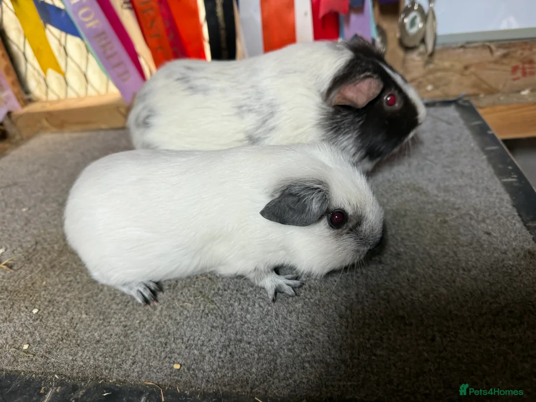 Guinea Pig rodents for sale: Pair of bonded boys - Advert 6