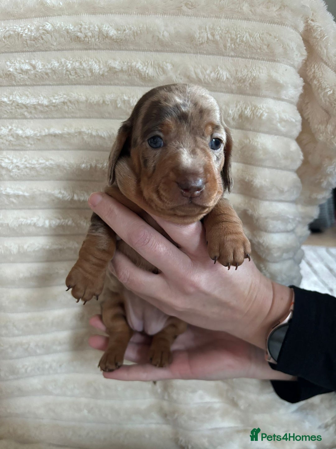 Miniature Dachshund dogs for sale: Miniature Dachshunds  - Advert 6