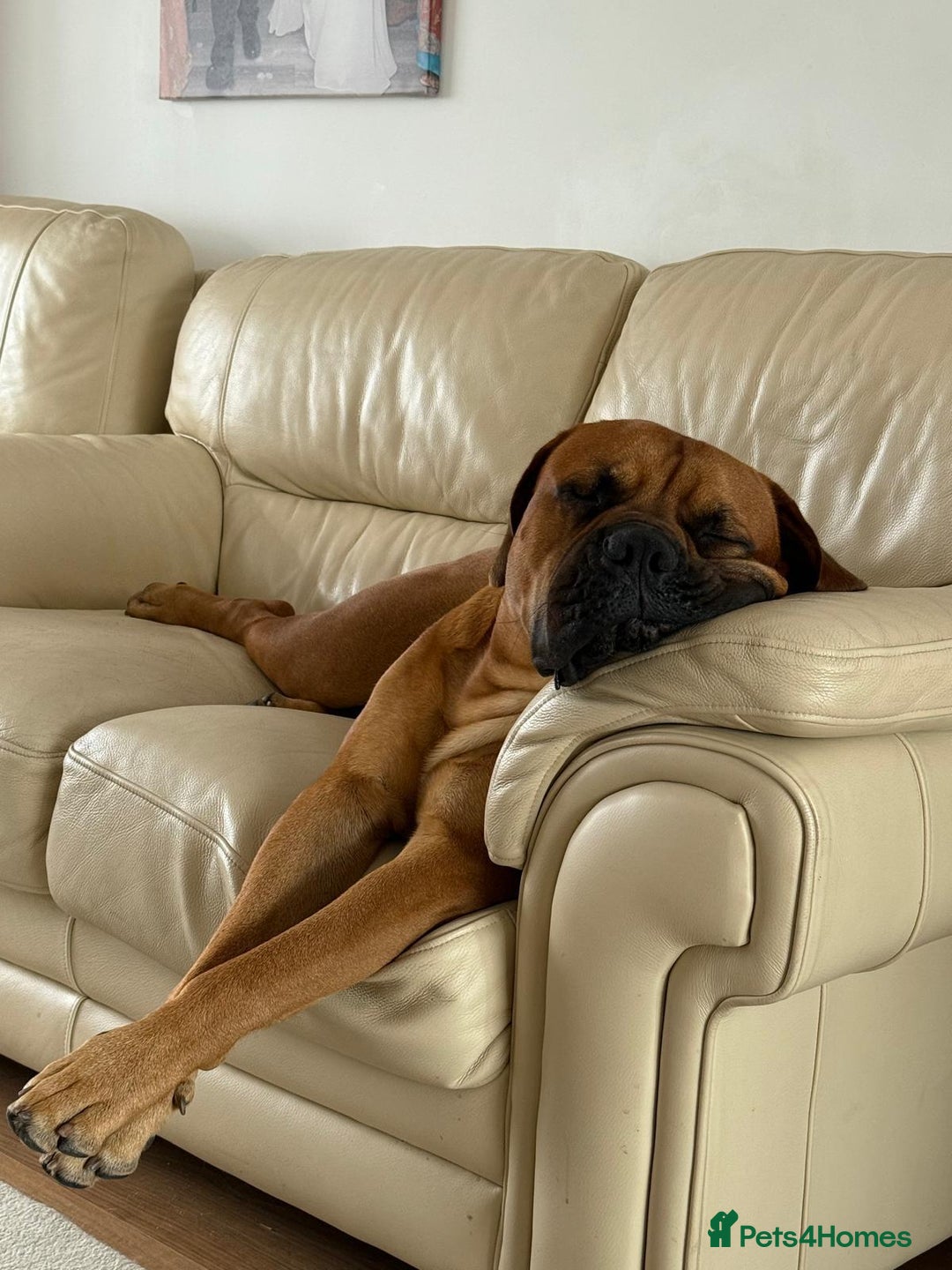 Bullmastiff dogs for stud: Bullmastiff for Stud - Advert 20