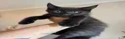Mixed Breed cats for sale: Half Maine Coon Males - Advert 8