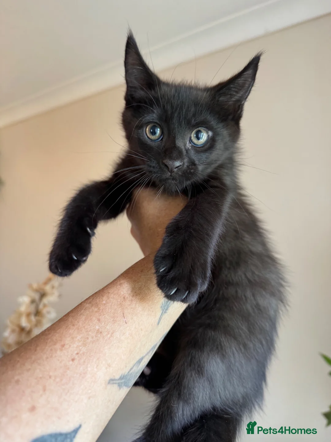 Mixed Breed cats for sale: Half Maine Coon Males - Advert 8