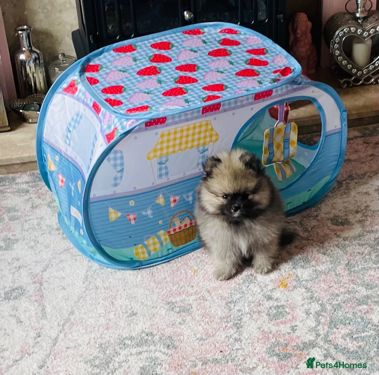Pomeranian dogs 💙Ready now! Kc Teddy Bear Pomeranian💙 - Advert 7