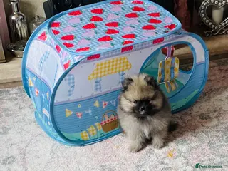 Pomeranian dogs 💙Ready now! Kc Teddy Bear Pomeranian💙 - Advert 7