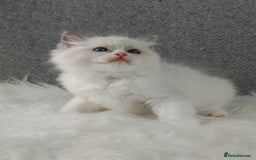 Ragdoll cats for sale: Best Ragdoll Kittens Regional Winner - Image 13
