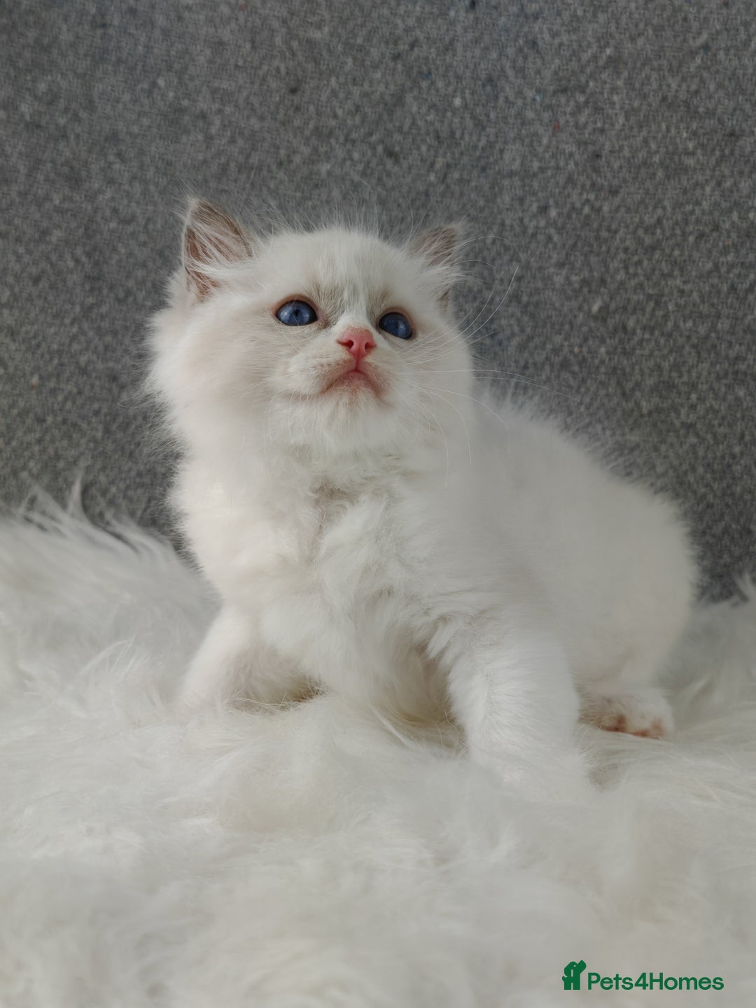 Ragdoll cats for sale: Best Ragdoll Kittens Regional Winner - Image 13