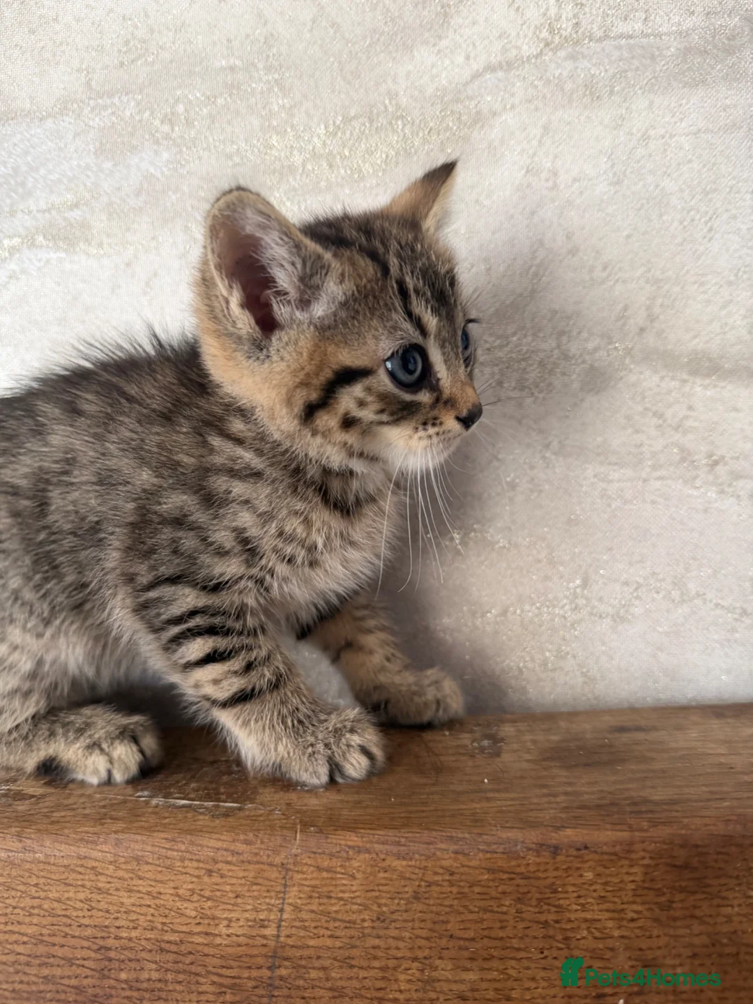 Bengal cats for sale: Bengal cross kittens  - Advert 2