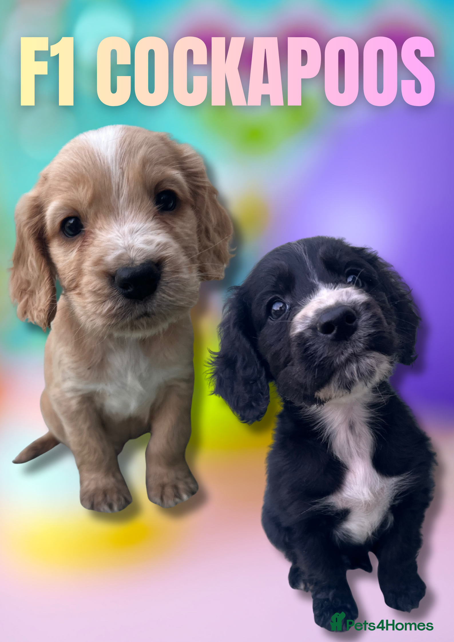 Cockapoo dogs BEAUTIFUL F1 COCKAPOOS - Advert 6