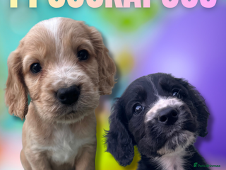 Cockapoo dogs BEAUTIFUL F1 COCKAPOOS - Advert 12