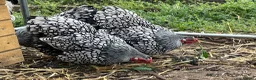 Mixed Breed birds for sale: Silver laced wyandottes  in Mansfield - Advert 1