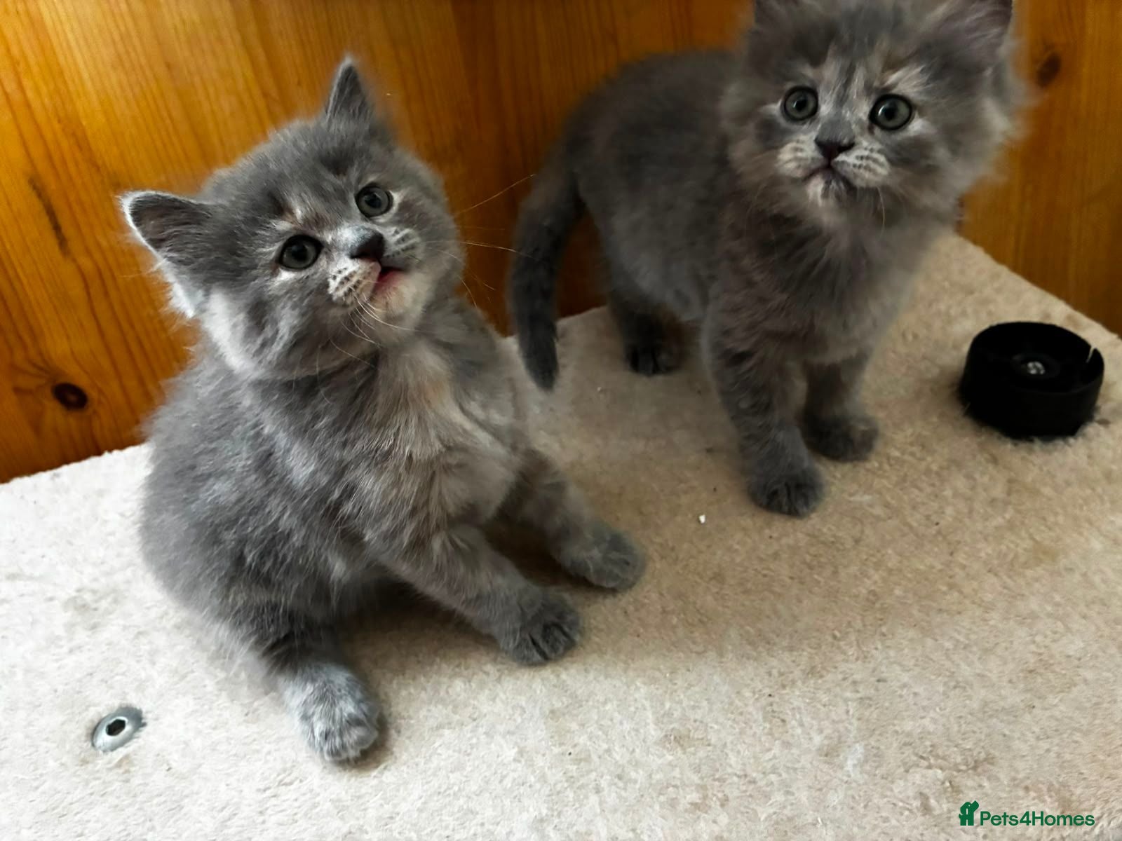 Persian cats Two gorgeous persian mix kittens  - Advert 12