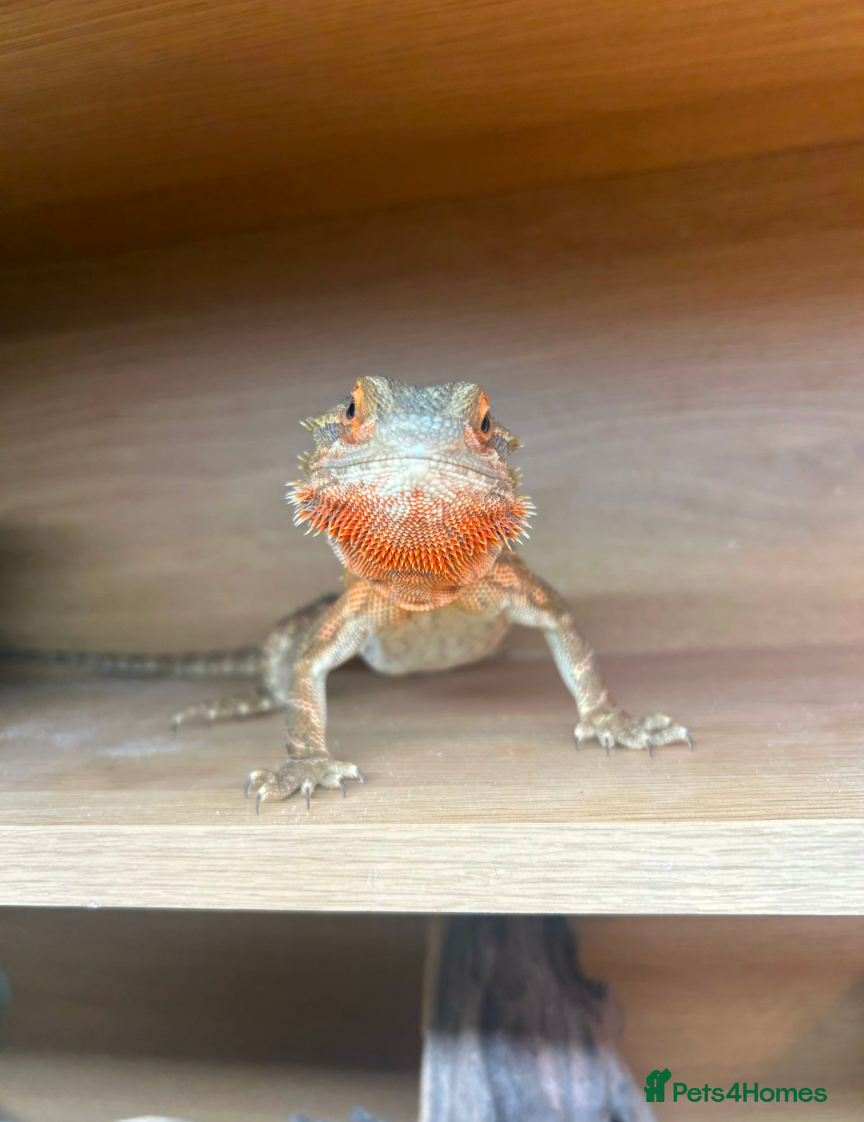Bearded Dragon reptiles Our darling bearded dragon, looking for a new home - Advert 1
