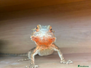 Bearded Dragon reptiles Our darling bearded dragon, looking for a new home - Advert 1