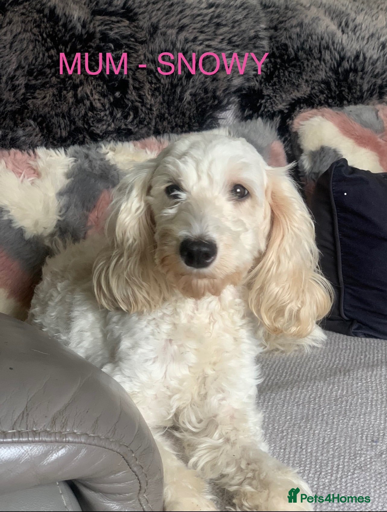 Cockapoo dogs 5 BEAUTIFUL COCKAPOO PUPPYS  - Advert 1