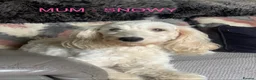 Cockapoo dogs for sale: 5 BEAUTIFUL COCKAPOO PUPPYS  - Advert 2