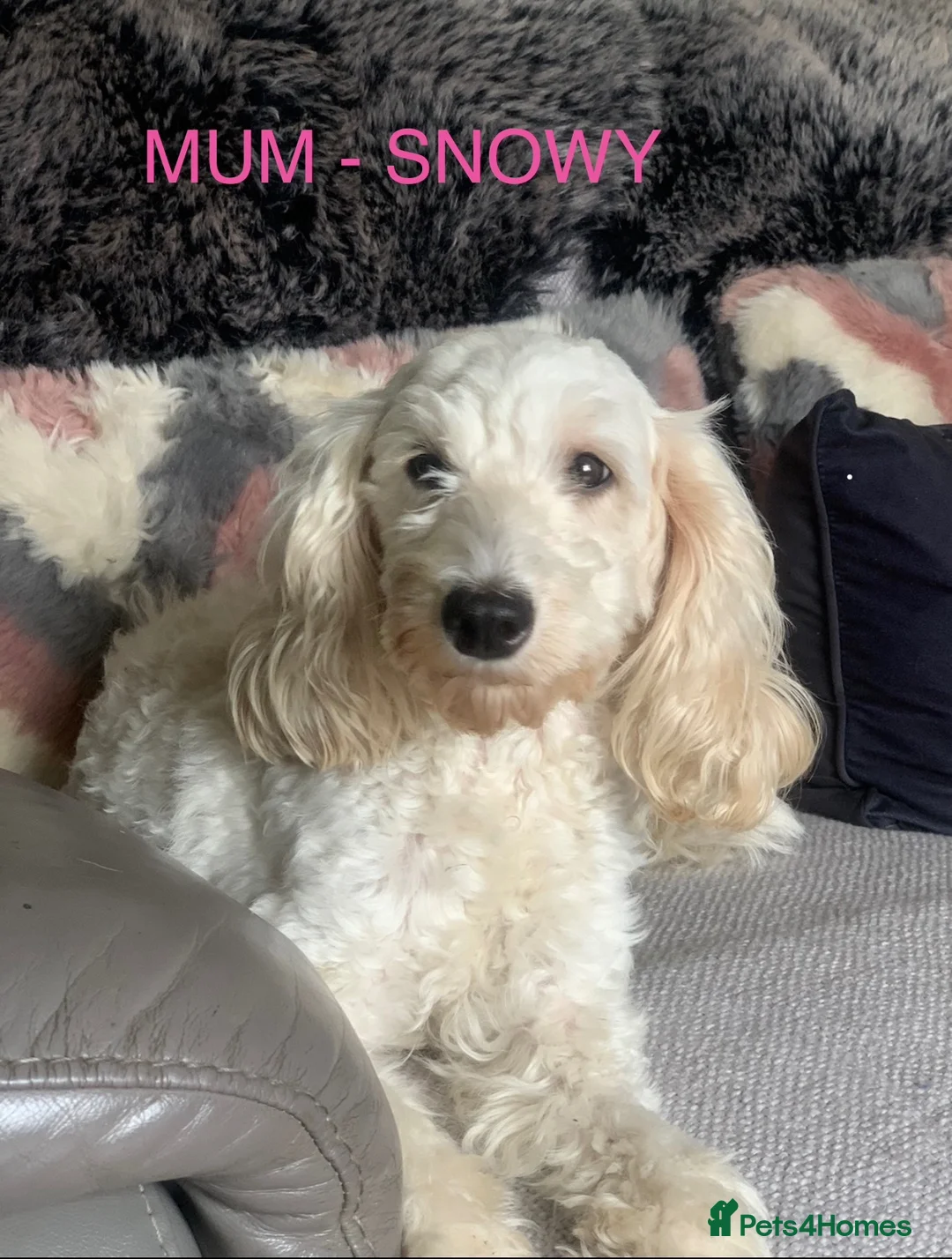 Cockapoo dogs for sale: 5 BEAUTIFUL COCKAPOO PUPPYS  - Advert 2