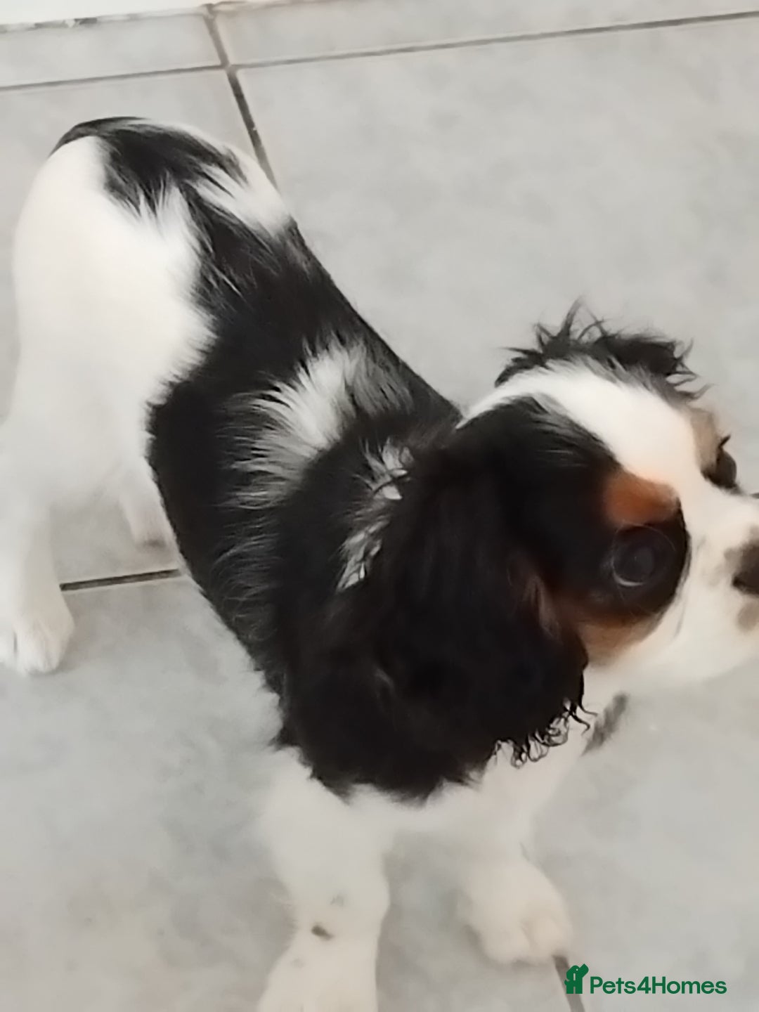Cavalier King Charles Spaniel dogs for sale: Pedigree Cavalier King Charles GIRL - Advert 4