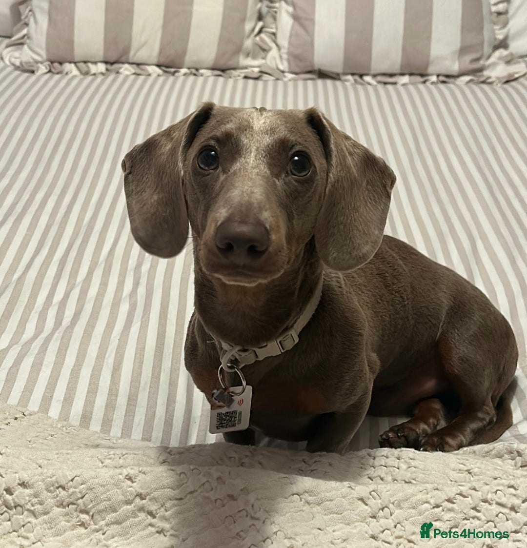 Miniature Dachshund dogs for sale: Beautiful Isabella tan mini dachshund  - Advert 3