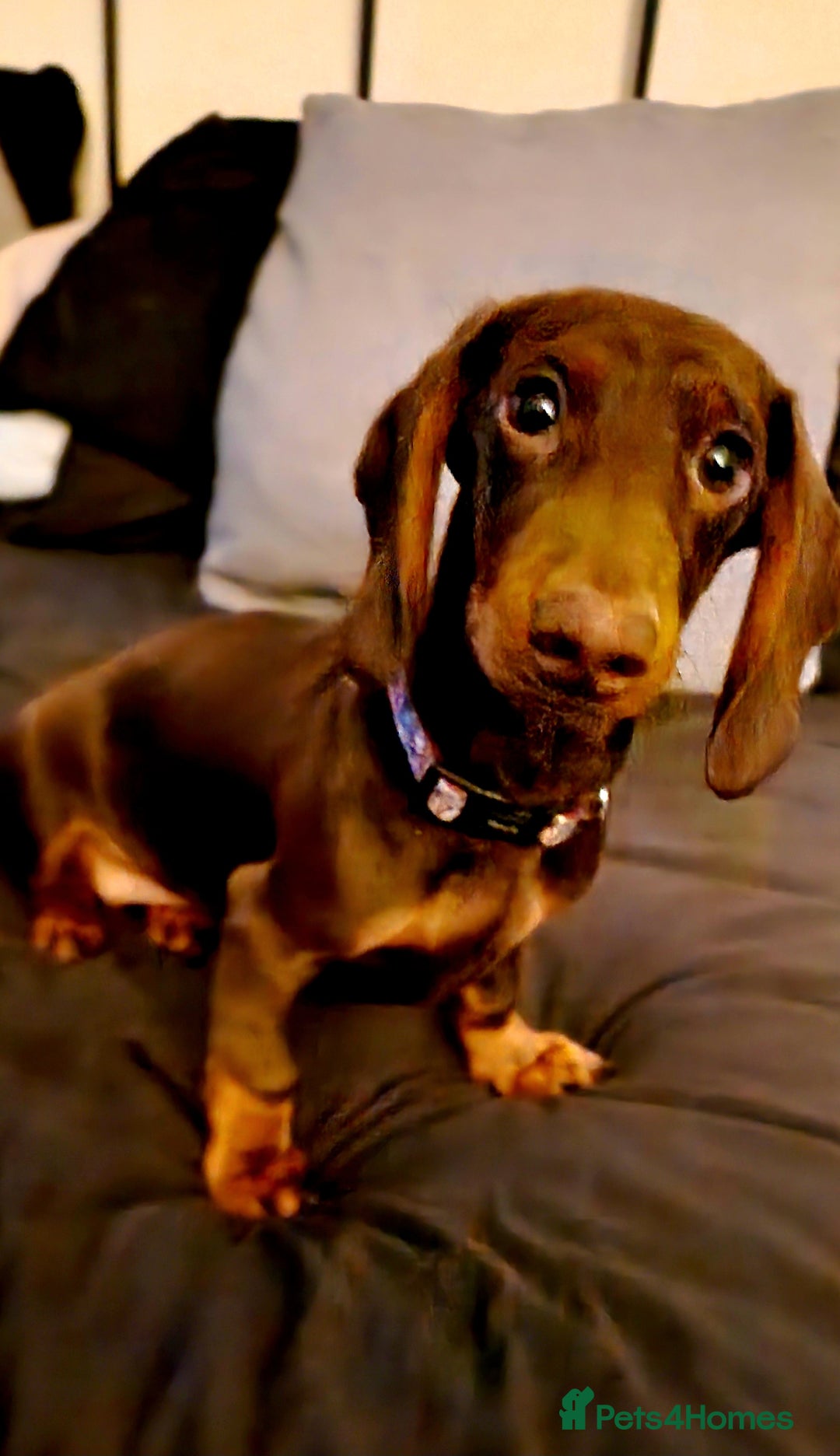 Dachshund dogs for sale: 1 Year Old Miniature Dachshund For Sale - Image 3