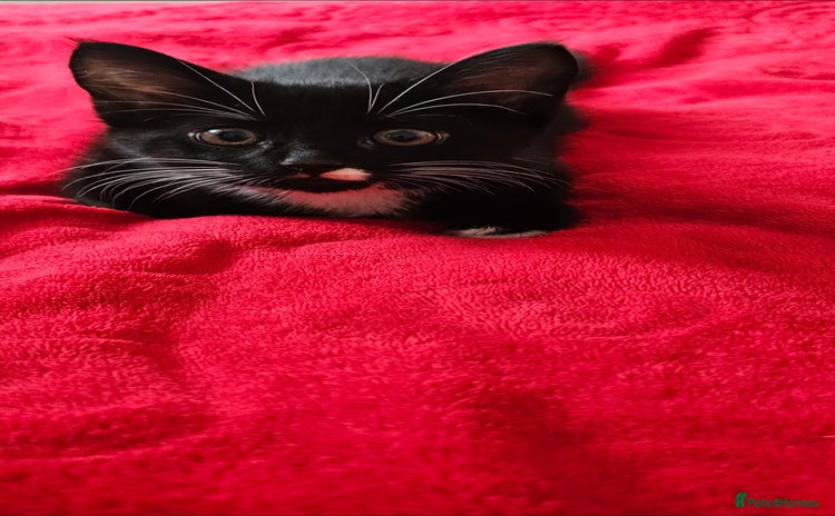 Mixed Breed cats - Advert 13