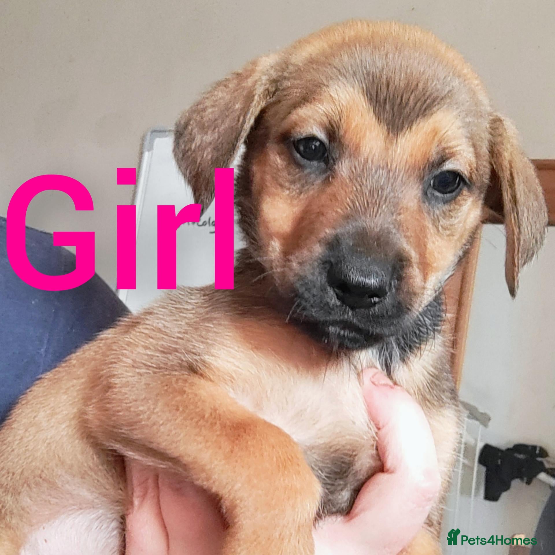 Mixed Breed dogs Mixbreed Puppies for sale  - Advert 1
