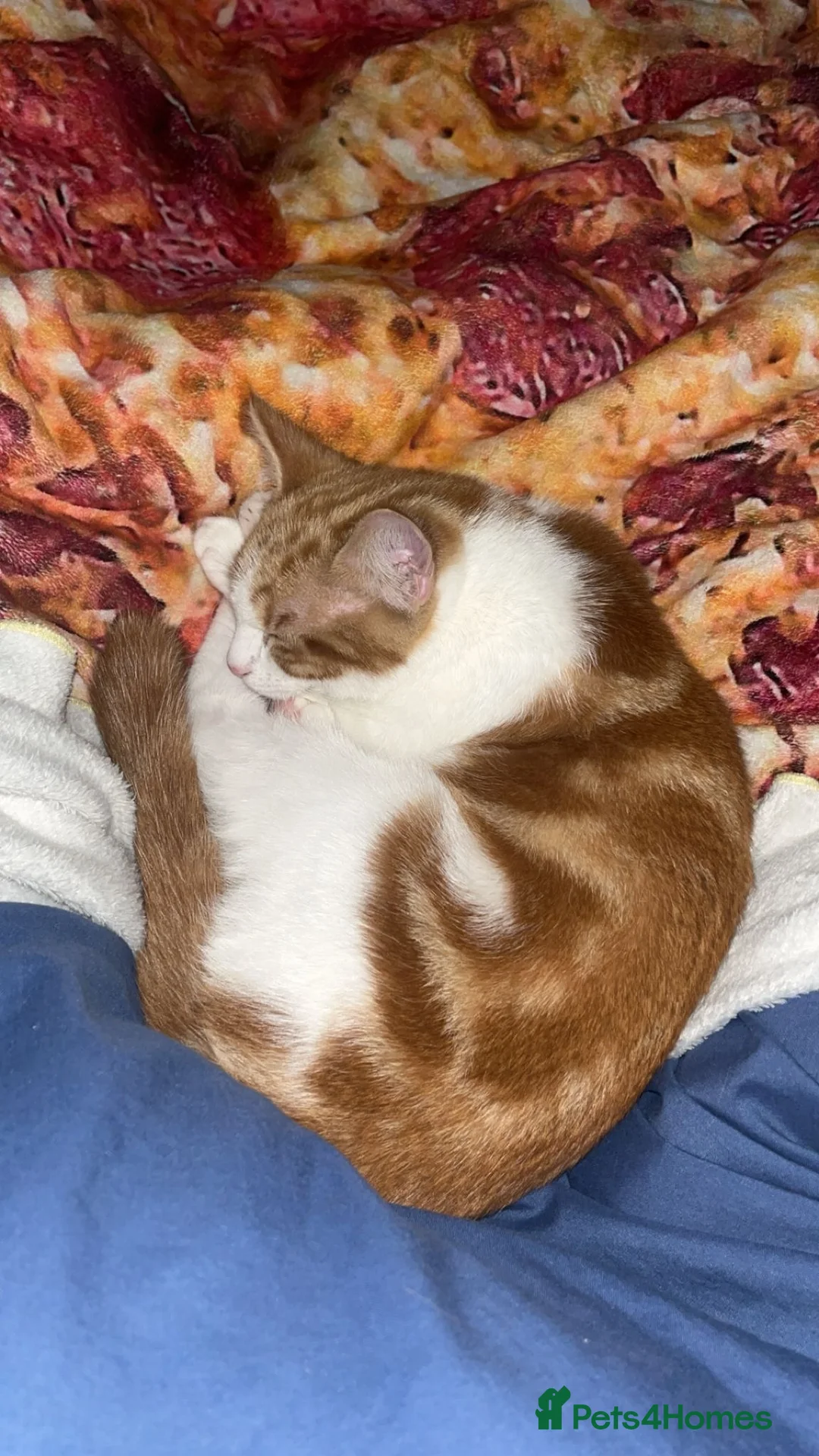 Mixed Breed cats for sale: 6 Month Old Kitten For Sale - Advert 10