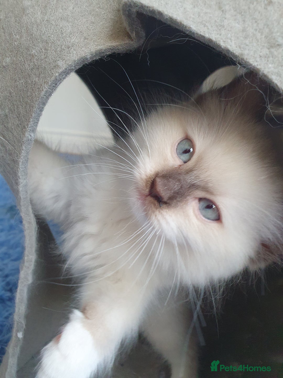 Ragdoll cats for sale: Four adorable ragdolls available  in Chatham - Image 12