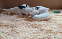 Parson Russell dogs for sale: **Parson Russell Terriers** - Image 9