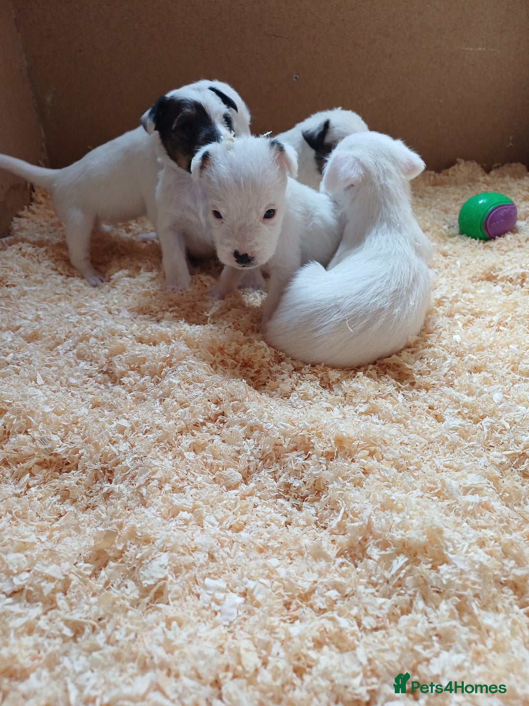 Parson Russell dogs for sale: **Parson Russell Terriers** - Image 9