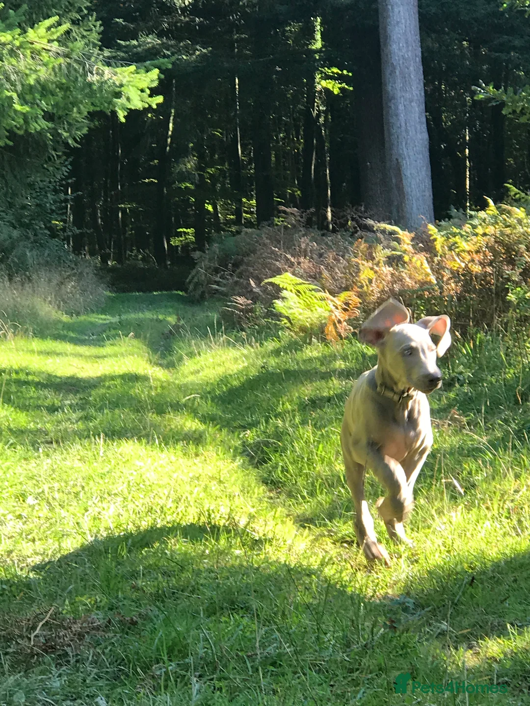 Weimaraner dogs for sale: HUNTER SPIRIT GUNDOGS - Advert 17