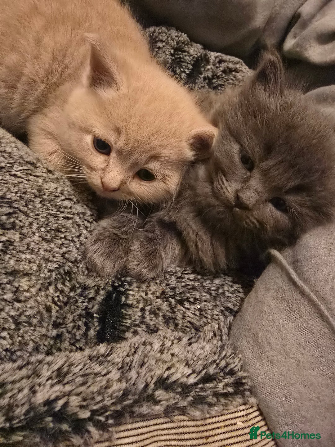 Ragdoll cats for sale: Rag doll x  - Image 6