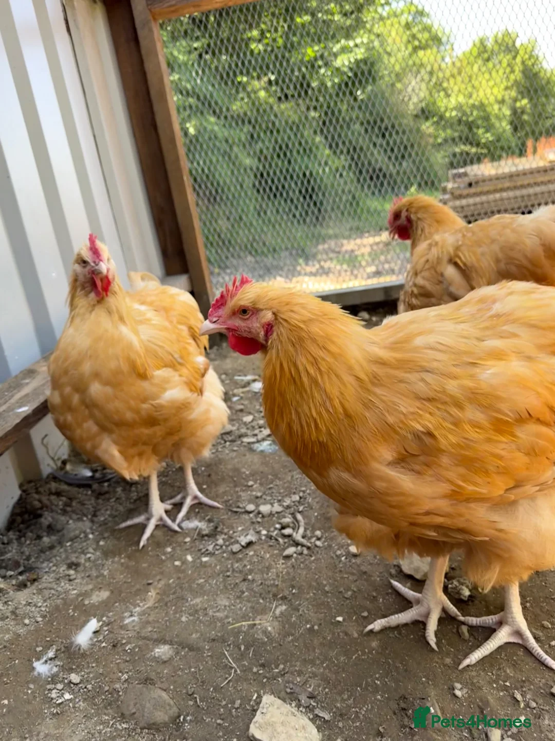 Chickens poultry for sale: Buff Orpington and Welsummer cockerels  in Newport - Advert 2
